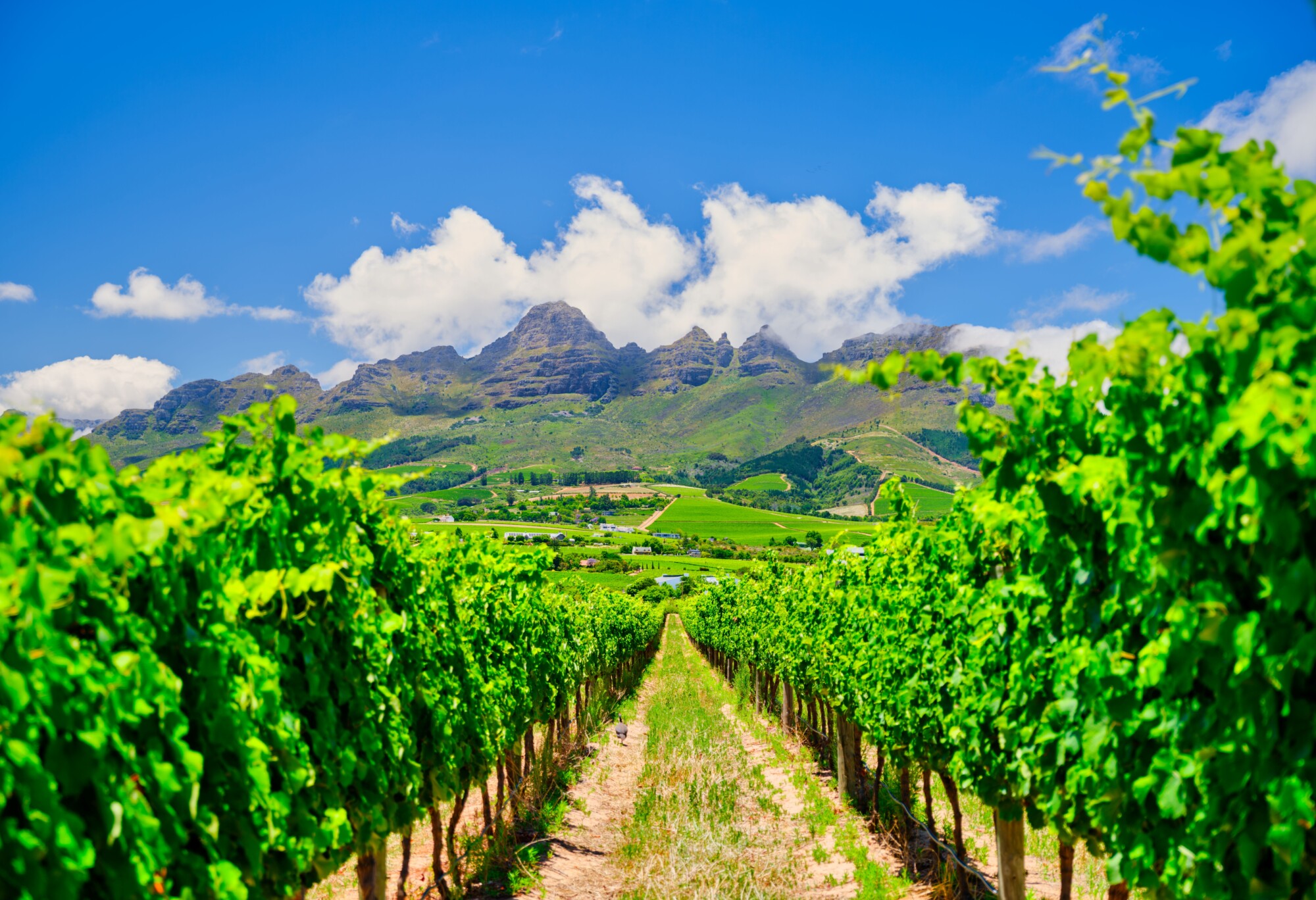 Buying wine for Pleasure: a vineyard in South Africa's Western Cape